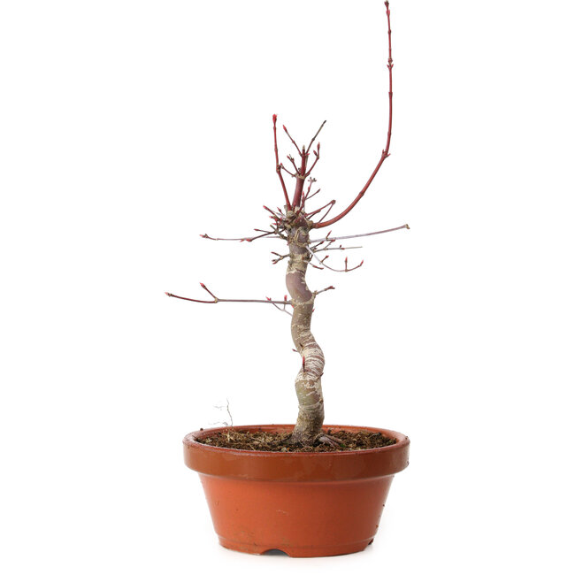 Acer palmatum deshojo, 27 cm, ± 8 años de edad, con un nebari de 3 cm