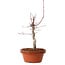Acer palmatum deshojo, 27 cm, ± 8 años de edad, con un nebari de 3 cm