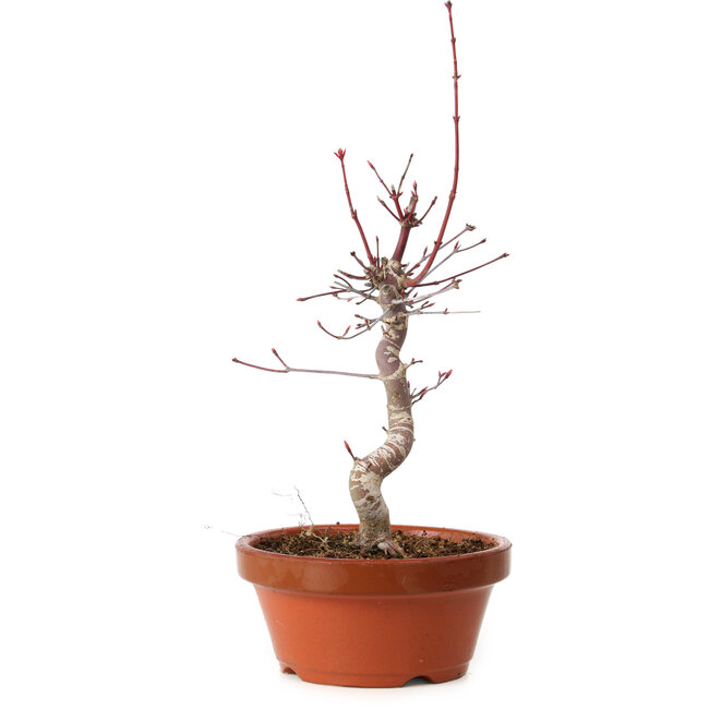 Acer palmatum deshojo, 27 cm, ± 8 años de edad, con un nebari de 3 cm