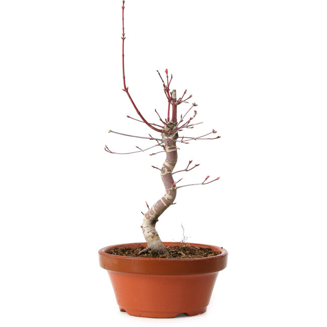 Acer palmatum deshojo, 27 cm, ± 8 ans, avec un nebari de 3 cm