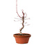 Acer palmatum deshojo, 27 cm, ± 8 jaar oud, met een nebari van 3 cm