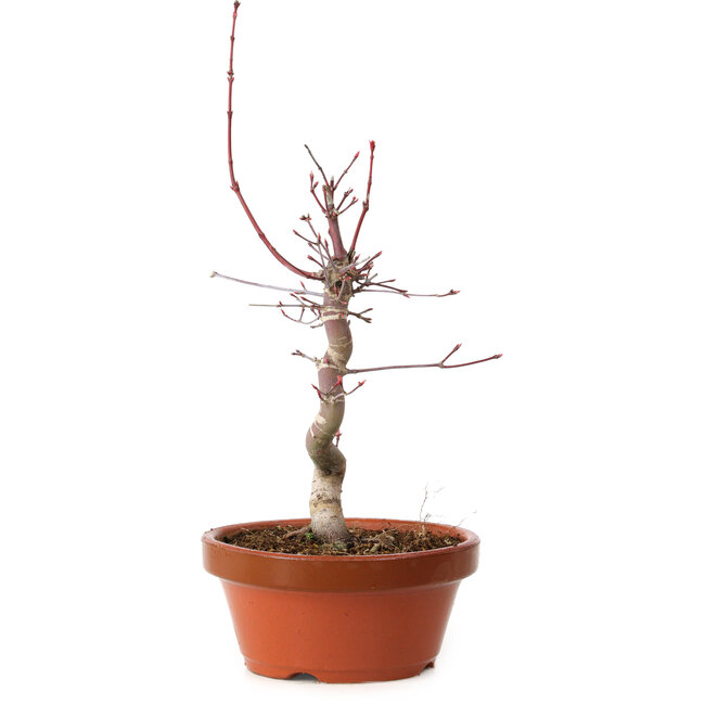 Acer palmatum deshojo, 27 cm, ± 8 años de edad, con un nebari de 3 cm