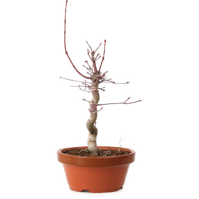 Acer palmatum deshojo, 27 cm, ± 8 years old, with a nebari of 3 cm