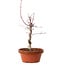 Acer palmatum deshojo, 27 cm, ± 8 años de edad, con un nebari de 3 cm