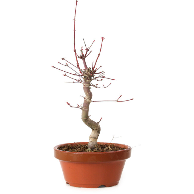 Acer palmatum deshojo, 27 cm, ± 8 ans, avec un nebari de 3 cm