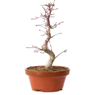 Acer palmatum deshojo, 27 cm, ± 8 años de edad