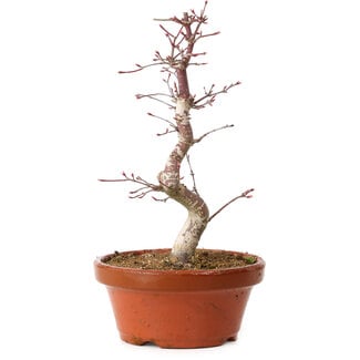 Acer palmatum deshojo, 27 cm, ± 8 Jahre alt