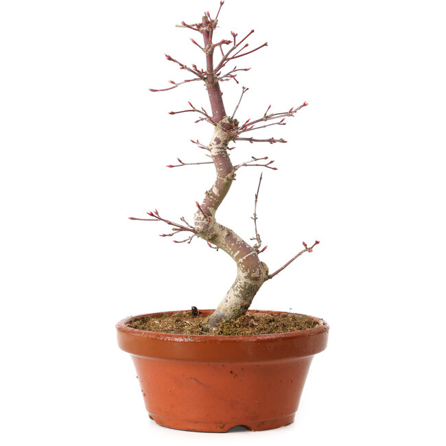 Acer palmatum deshojo, 27 cm, ± 8 ans, avec un nebari de 3 cm