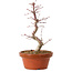 Acer palmatum deshojo, 27 cm, ± 8 Jahre alt, mit einem Wurzelhals von 3 cm