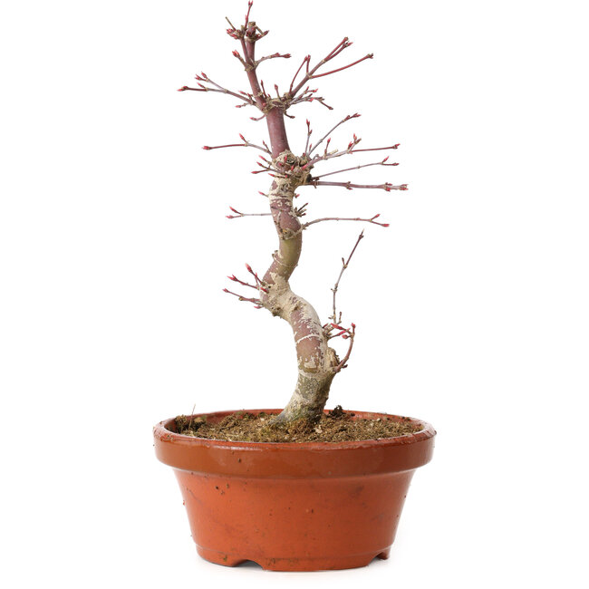 Acer palmatum deshojo, 27 cm, ± 8 Jahre alt, mit einem Wurzelhals von 3 cm