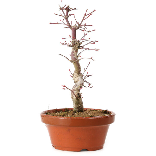 Acer palmatum deshojo, 27 cm, ± 8 jaar oud, met een nebari van 3 cm