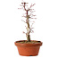 Acer palmatum deshojo, 27 cm, ± 8 years old, with a nebari of 3 cm