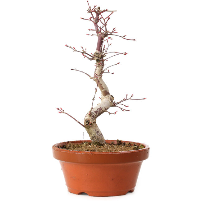 Acer palmatum deshojo, 27 cm, ± 8 años de edad, con un nebari de 3 cm