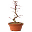 Acer palmatum deshojo, 27 cm, ± 8 years old, with a nebari of 3 cm