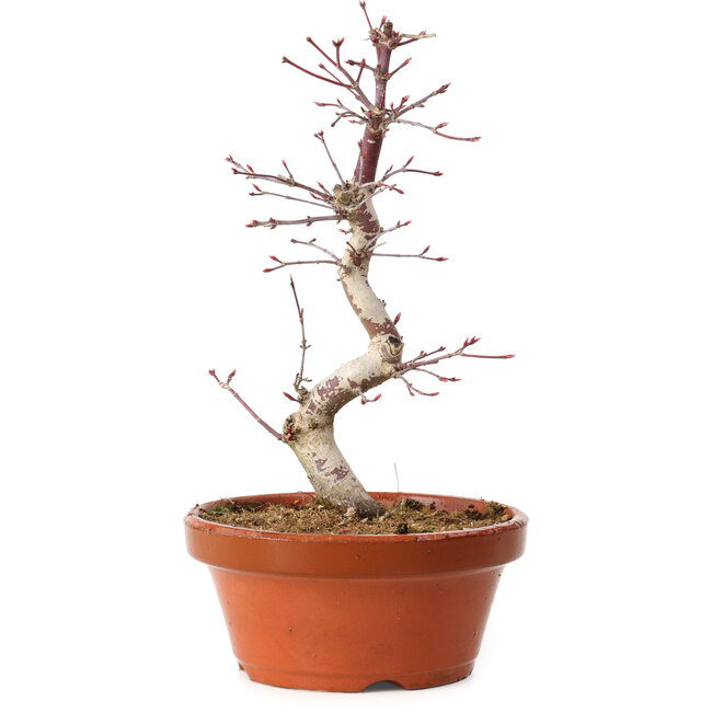 Acer palmatum deshojo, 27 cm, ± 8 ans, avec un nebari de 3 cm