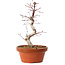 Acer palmatum deshojo, 27 cm, ± 8 years old, with a nebari of 3 cm