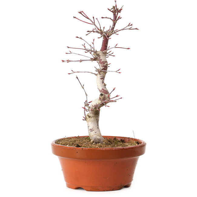 Acer palmatum deshojo, 27 cm, ± 8 años de edad, con un nebari de 3 cm
