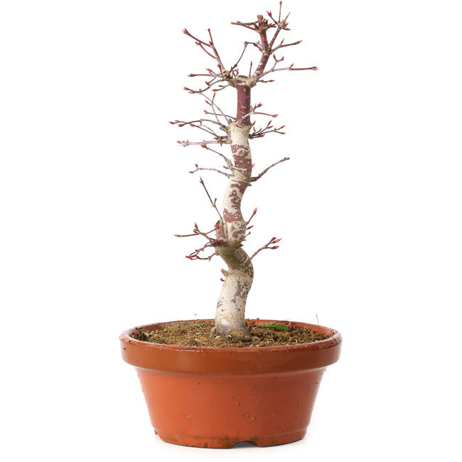Acer palmatum deshojo, 27 cm, ± 8 years old, with a nebari of 3 cm