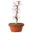Acer palmatum deshojo, 27 cm, ± 8 years old, with a nebari of 3 cm