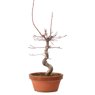 Acer palmatum deshojo, 27 cm, ± 8 years old
