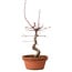 Acer palmatum deshojo, 27 cm, ± 8 años de edad, con un nebari de 3 cm