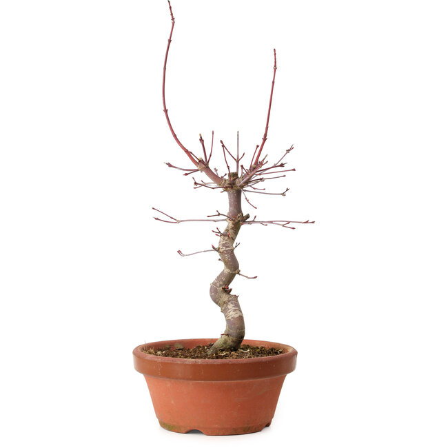 Acer palmatum deshojo, 27 cm, ± 8 years old, with a nebari of 3 cm
