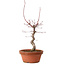 Acer palmatum deshojo, 27 cm, ± 8 Jahre alt, mit einem Wurzelhals von 3 cm