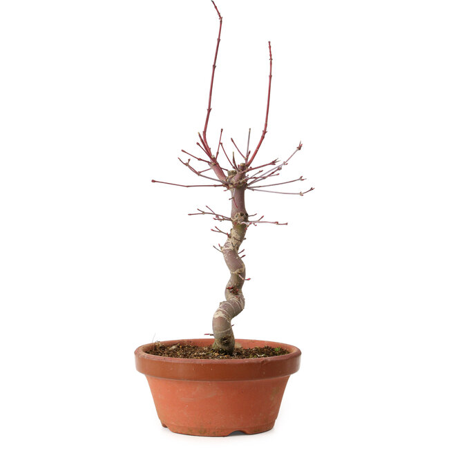 Acer palmatum deshojo, 27 cm, ± 8 años de edad, con un nebari de 3 cm