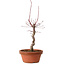 Acer palmatum deshojo, 27 cm, ± 8 anni, con nebari di 3 cm