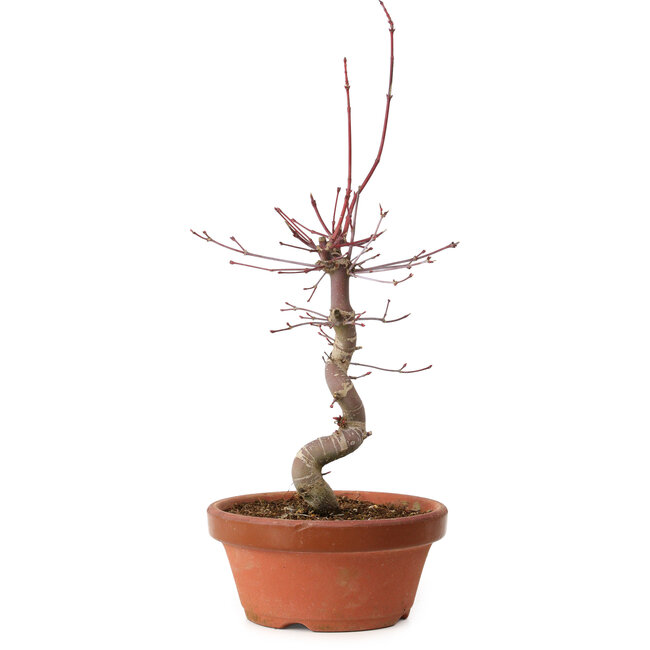 Acer palmatum deshojo, 27 cm, ± 8 anni, con nebari di 3 cm