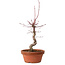 Acer palmatum deshojo, 27 cm, ± 8 anni, con nebari di 3 cm