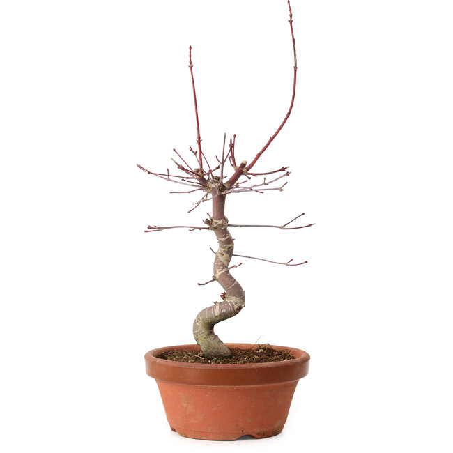 Acer palmatum deshojo, 27 cm, ± 8 years old, with a nebari of 3 cm
