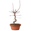 Acer palmatum deshojo, 27 cm, ± 8 años de edad, con un nebari de 3 cm
