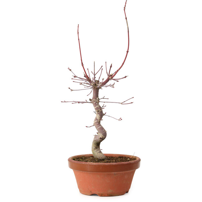 Acer palmatum deshojo, 27 cm, ± 8 years old, with a nebari of 3 cm