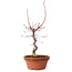 Acer palmatum deshojo, 27 cm, ± 8 Jahre alt, mit einem Wurzelhals von 3 cm