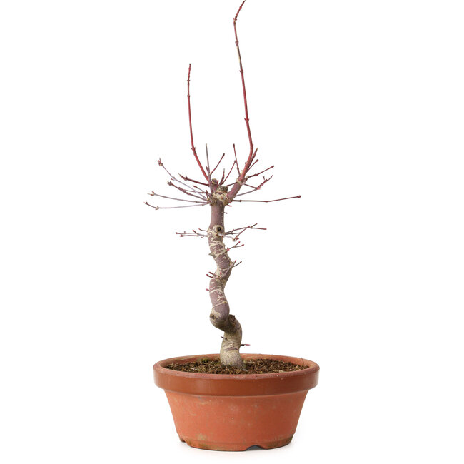 Acer palmatum deshojo, 27 cm, ± 8 años de edad, con un nebari de 3 cm