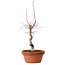 Acer palmatum deshojo, 27 cm, ± 8 Jahre alt, mit einem Wurzelhals von 3 cm