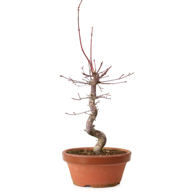Acer palmatum deshojo, 27 cm, ± 8 jaar oud, met een nebari van 3 cm