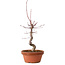 Acer palmatum deshojo, 27 cm, ± 8 jaar oud, met een nebari van 3 cm