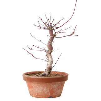 Acer palmatum deshojo, 27 cm, ± 8 jaar oud