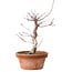Acer palmatum deshojo, 27 cm, ± 8 años de edad, con un nebari de 3 cm