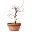 Acer palmatum deshojo, 27 cm, ± 8 jaar oud, met een nebari van 3 cm