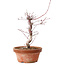 Acer palmatum deshojo, 27 cm, ± 8 years old, with a nebari of 3 cm
