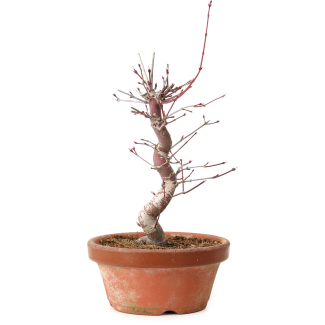 Acer palmatum deshojo, 27 cm, ± 8 years old, with a nebari of 3 cm
