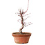 Acer palmatum deshojo, 27 cm, ± 8 anni, con nebari di 3 cm