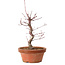 Acer palmatum deshojo, 27 cm, ± 8 anni, con nebari di 3 cm