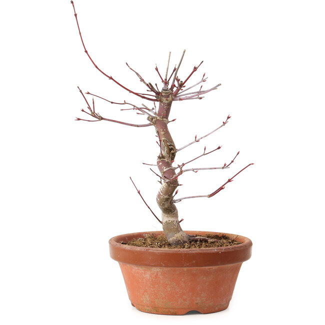 Acer palmatum deshojo, 27 cm, ± 8 años de edad, con un nebari de 3 cm