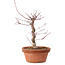 Acer palmatum deshojo, 27 cm, ± 8 anni, con nebari di 3 cm