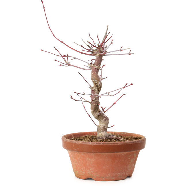 Acer palmatum deshojo, 27 cm, ± 8 ans, avec un nebari de 3 cm