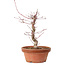 Acer palmatum deshojo, 27 cm, ± 8 years old, with a nebari of 3 cm